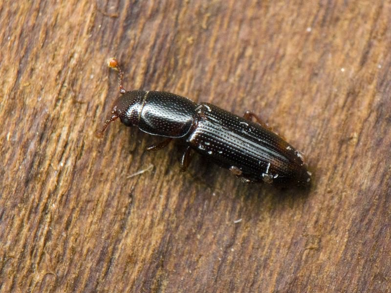 Rhizophagus bipustulatus (Fabricius, 1792)